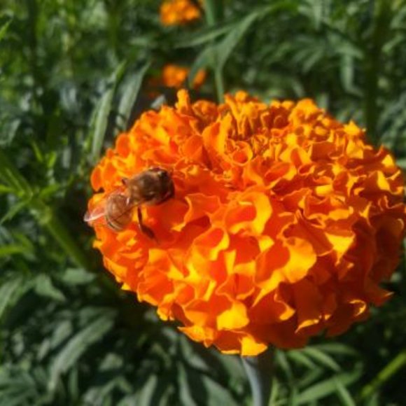 Meet your Posher, Sylvia - Picture 5 of 8